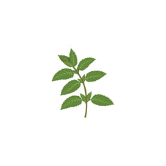 Mint. Spearmint green leafs. Fresh mint leaf. Herbal nature plant. Vector illustration isolated on white background. For template label, packing, web, menu, logo, textile, icon