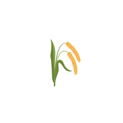 Millet. Yellow millet isolated on white. A branch of ripe foxtail millet and millet groats. Vector illustration isolated on white background. For template label, packing, web, menu, logo, textile