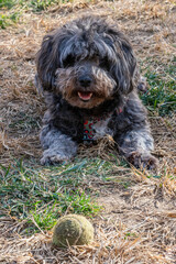 Dark grey furry doggy, smiling, stretched out on the grass with his tennis ball and ready to play.