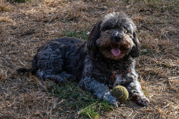 Dark grey furry doggy, smiling, stretched out on the grass with his tennis ball and ready to play
