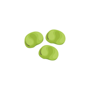 Fava bean. Broad bean. Vector illustration isolated on white background. For template label, packing, web, menu, logo, textile, icon