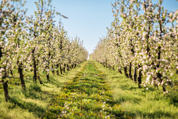 Fototapeta na wymiar Blossoming apple orchard in idyllic sunny day. Agrarian region of Ukraine, Europe.