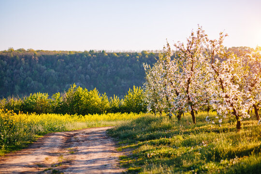 Blossoming apple orchard in idyllic sunny day. Agrarian region of Ukraine, Europe.