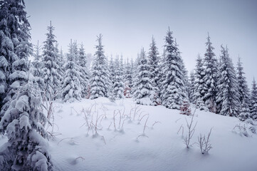 Fototapeta na wymiar Snow-covered fir trees and a frosty day in a mountainous area. Carpathian mountains, Ukraine.