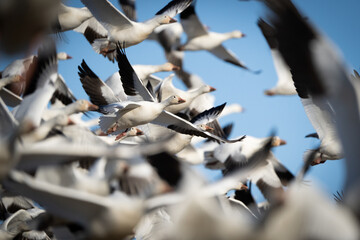 Inside the Snow Geese Flock