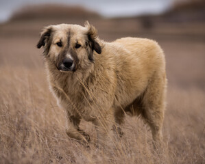 portrait of a wild golden retriever in Romania