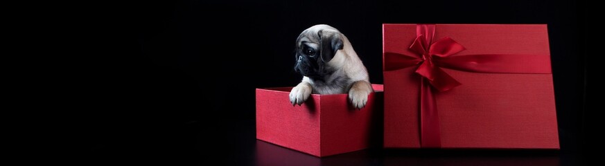 A pug puppy in a red box. Narrow banner. A puppy as a gift. Festive packaging. Black background. Red gift box with a bow. With copy space.