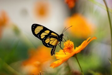 Butterfly in orange