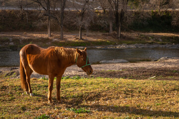 Caballo en la orilla del río. Paisaje en la naturaleza.