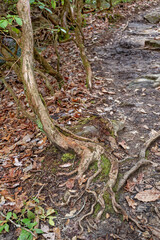 Twisted tree roots closeup