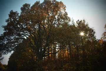 sunset in the forest