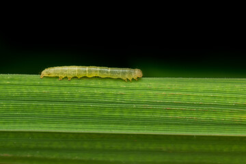 Rice leaf folder caterpillar on the leaf of rice plant. This caterpillar scrapes the green tissues of the leaves which becomes white and dry. It is important insect pest of rice or paddy.