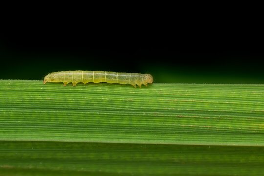 Rice leaf folder caterpillar on the leaf of rice plant. This caterpillar scrapes the green tissues of the leaves which becomes white and dry. It is important insect pest of rice or paddy.