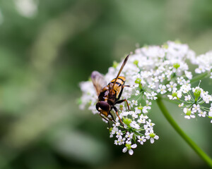 fly on white flowers