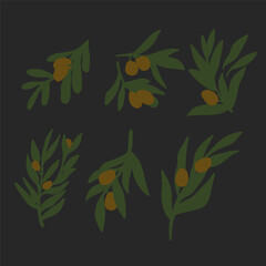 olive branch vector illustration set for your design
