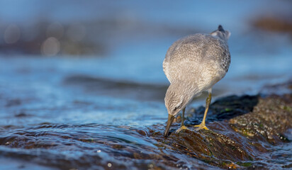 Red Knot - on the autumn migration way at a seashore