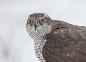 Northern Goshawk - adult bird at a wet forest in winter