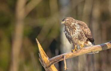 Common Buzzard in winter at a wet forest