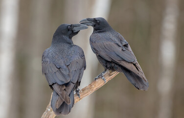 Obraz premium Common Raven - two birds in winter at a wet forest