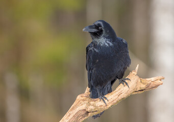 Common Raven - in winter at a wet forest