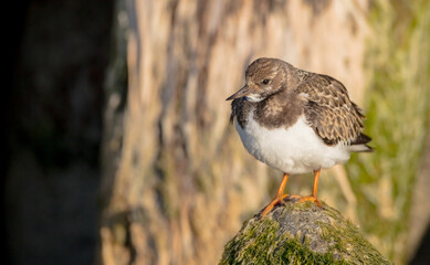Ruddy Turnstone -  at the sea shore on autumn migration way