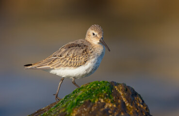 Dunlin - young bird at a seashore on the autumn migration way