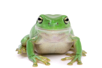 Exotic frog on a white background
