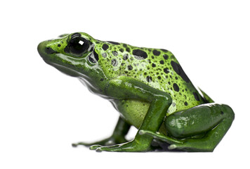 Exotic frog on a white background