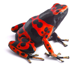 Exotic frog on a white background