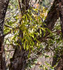Viscum album, a species of mistletoe in the family Santalaceae, commonly known as European mistletoe, common mistletoe or simply as mistletoe. La Robine sur Galabre, Alpes de Haute Provence, France.