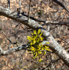 Viscum album, a species of mistletoe in the family Santalaceae, commonly known as European mistletoe, common mistletoe or simply as mistletoe. La Robine sur Galabre, Alpes de Haute Provence, France.