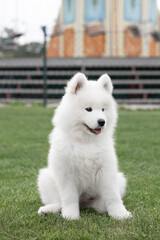 Samoyed puppy dog