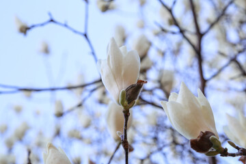 満開のハクモクレンの花