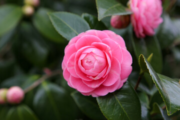 乙女椿のピンクの花