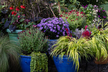 Show stopping garden containers combining Japanese forest grass, a golden variegated grass, Hakonechloa macra and Aster Frikartii, covered with lavender-blue daisy flowers with a yellow center.