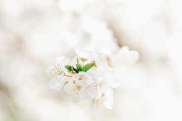 Spring background with white blossoms and sunbeamson Branches of blossoming cherry macro with soft focus background. Easter and spring greeting cards. Springtime