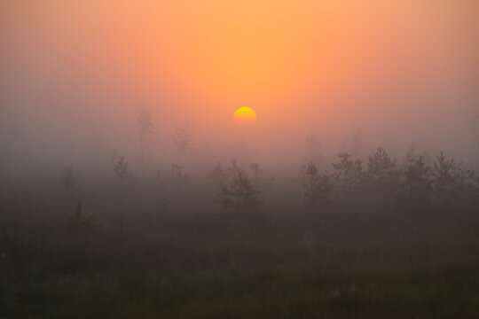 Foggy morning at Yelnya bog