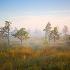 Foggy morning at Yelnya bog