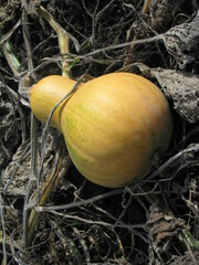 Yellow pear-shaped pumpkin lie on dry stems. Yellow pumpkin in the garden.