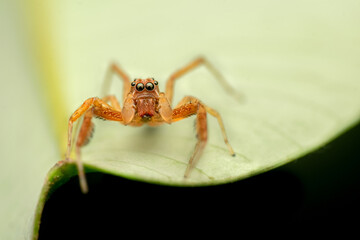 Brettus genus jumping spider on the leaf. Used selective focus.