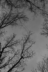 Tree branches against the sky. Black and white photo.