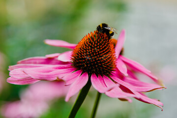 Echinacea purpurea ( lat. Echinacea purpurea ) is a perennial plant from the Aster family , or Compositae ( Asteraceae )