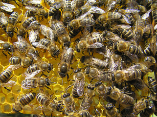 Queen bee – the mistress of the colony of bees.