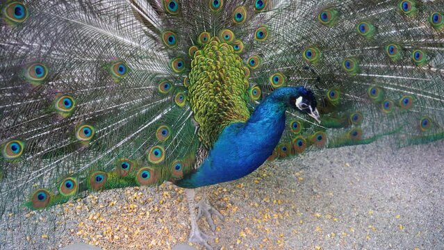 A beautiful iridescent blue peacock with an open tail with eye pattern. He fluffed his tail to lure the female. Animal mating games. Peacock bird feathers.