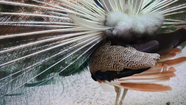 Beautiful iridescent blue peacock with fluffy tail. He waves his feathers to lure the female. A peacock lures a peacock with its tail. Animal mating games. The bird throws off its tail.
