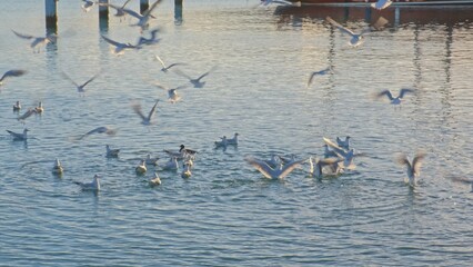 Flock of Seagulls Fighting for Food in Fishing Port Harbour