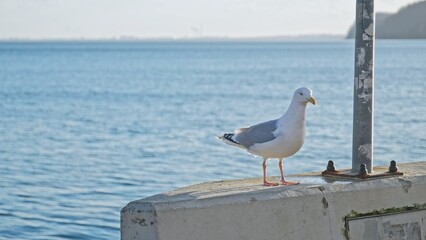 Wild Seagull Bird Walking on Sea Harbor Embankment Wall Looking for Food