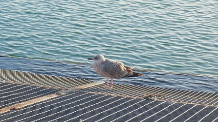 Young Great Black Backed Gull Larus Marinus Sitting on Metal Grating Shore of Sea Harbor Port