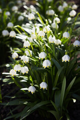 Fototapeta premium Leucojum Vernum - early spring snowflake flowers in the forest. Blurred background, spring concept