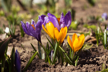 Yellow and lilac crocuses in the garden. One of the first bright spring flowers